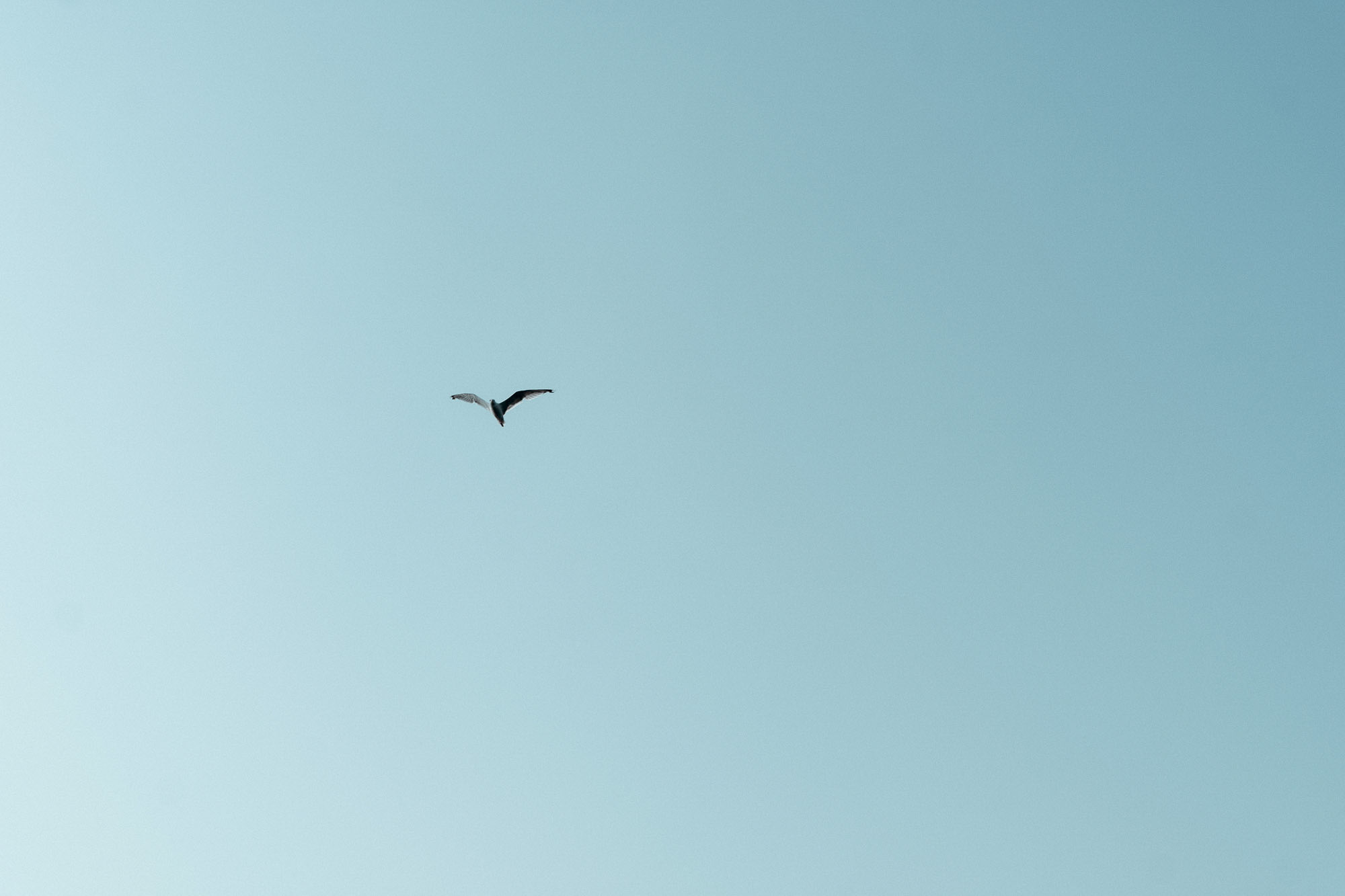 Danube Delta Aesthetics (21)