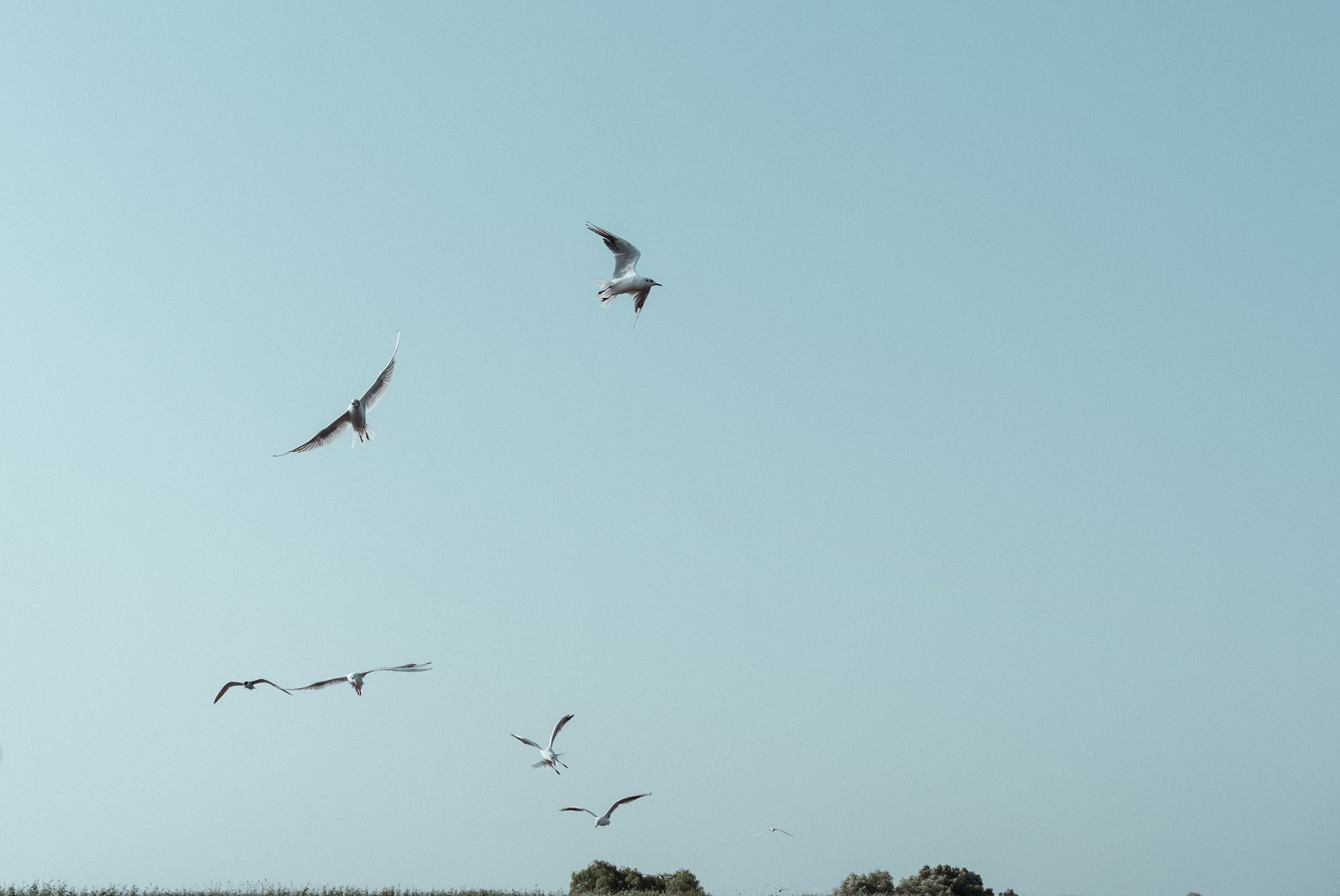 Danube Delta Aesthetics (22)