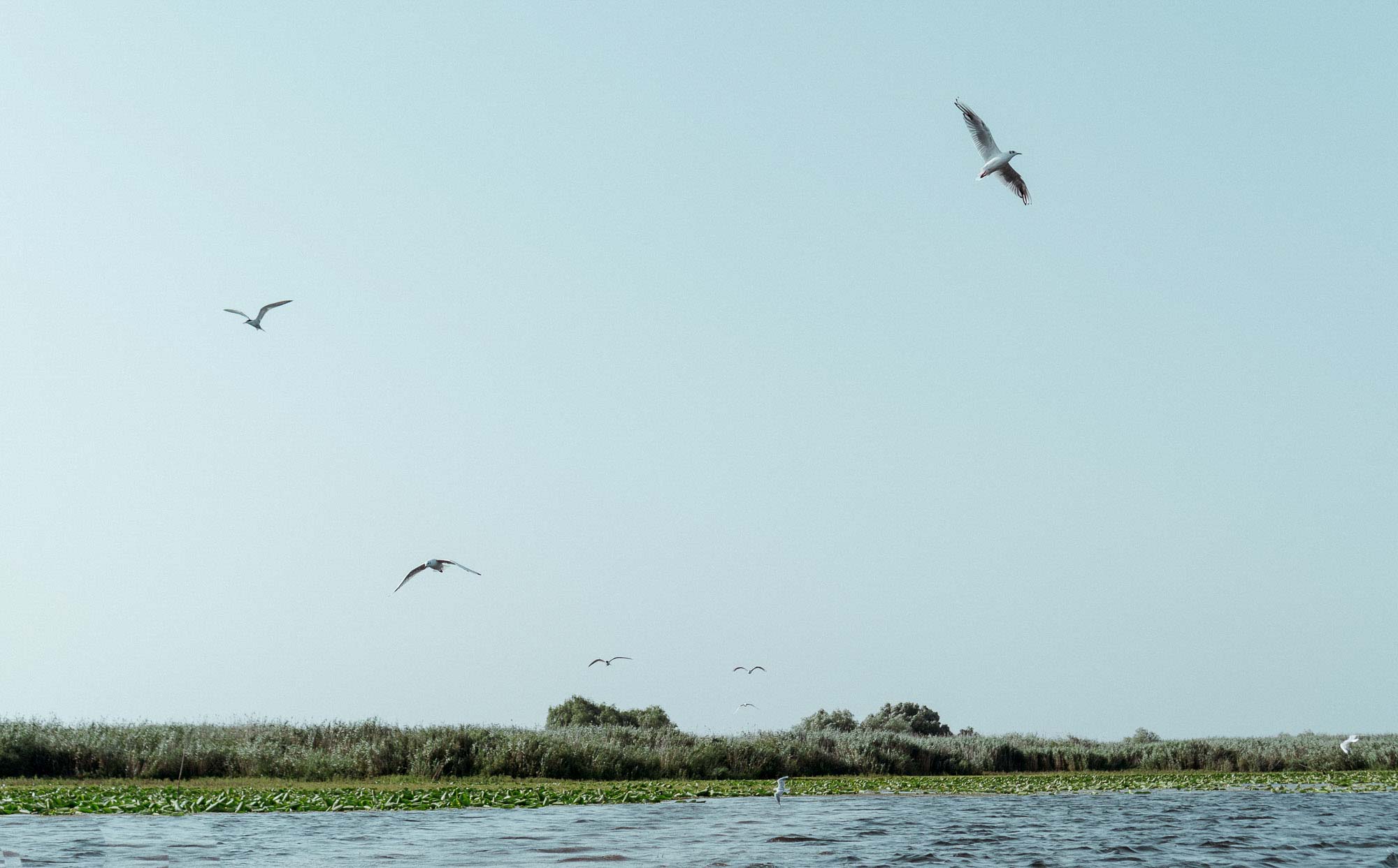 Danube Delta Aesthetics (23)